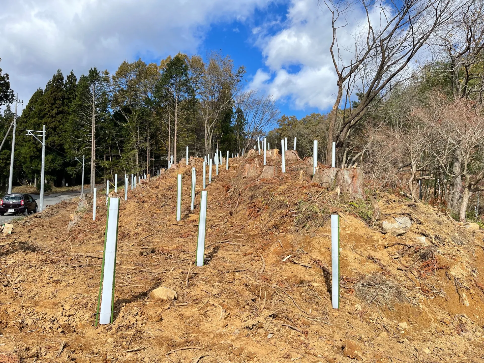 栃木県・県民の森への植林活動に参加しました！
